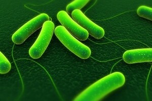 FEATURE: The ongoing fight against infection: continuing to rid the wards of MRSA and C. difficile
